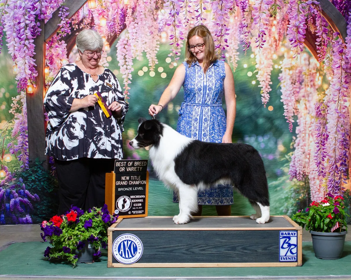 Fig’s Best of Breed and new Grand Champion Bronze title photo at Michiana