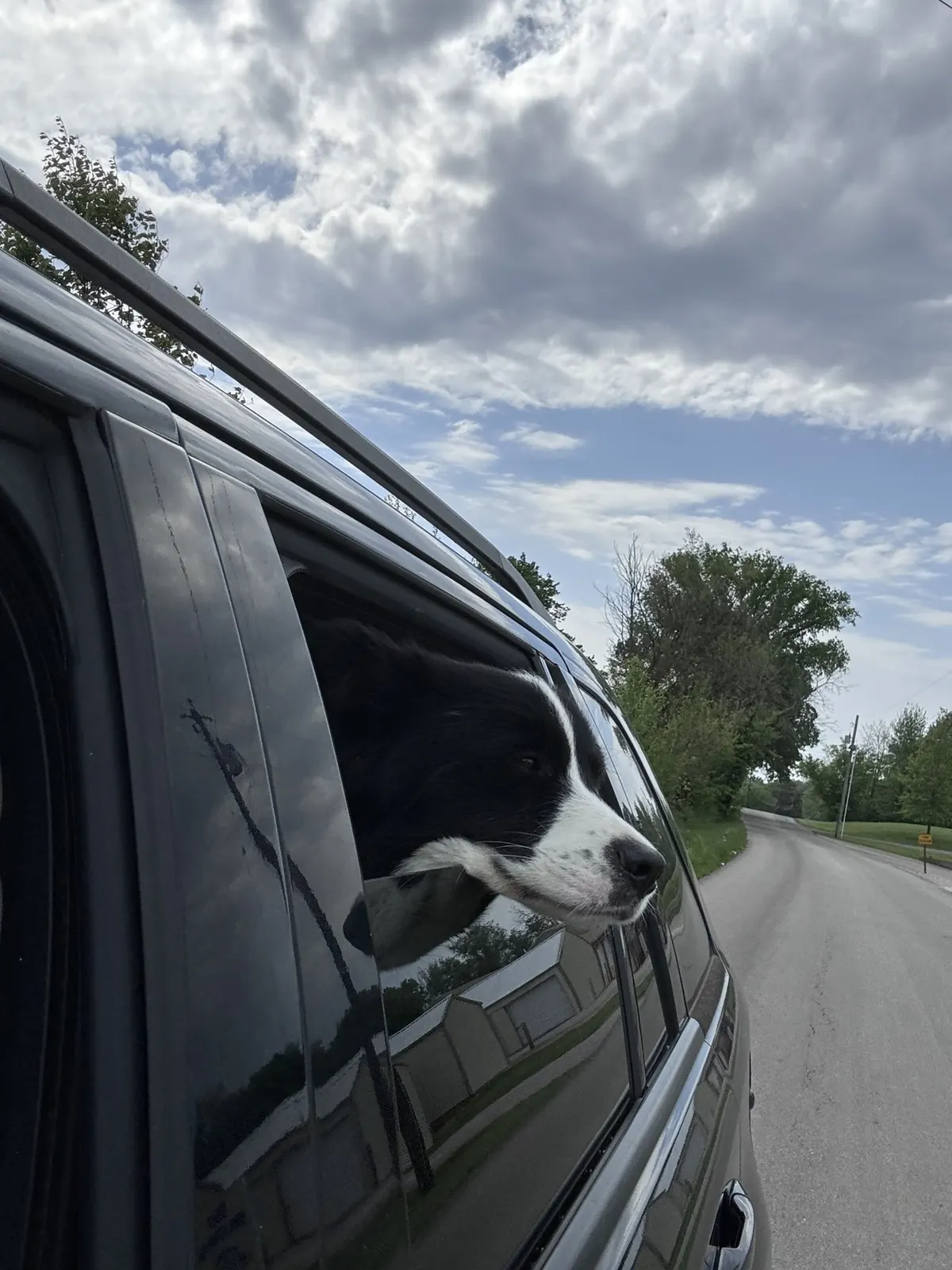 Fig looking out of a car window beneath a big cloudy sky