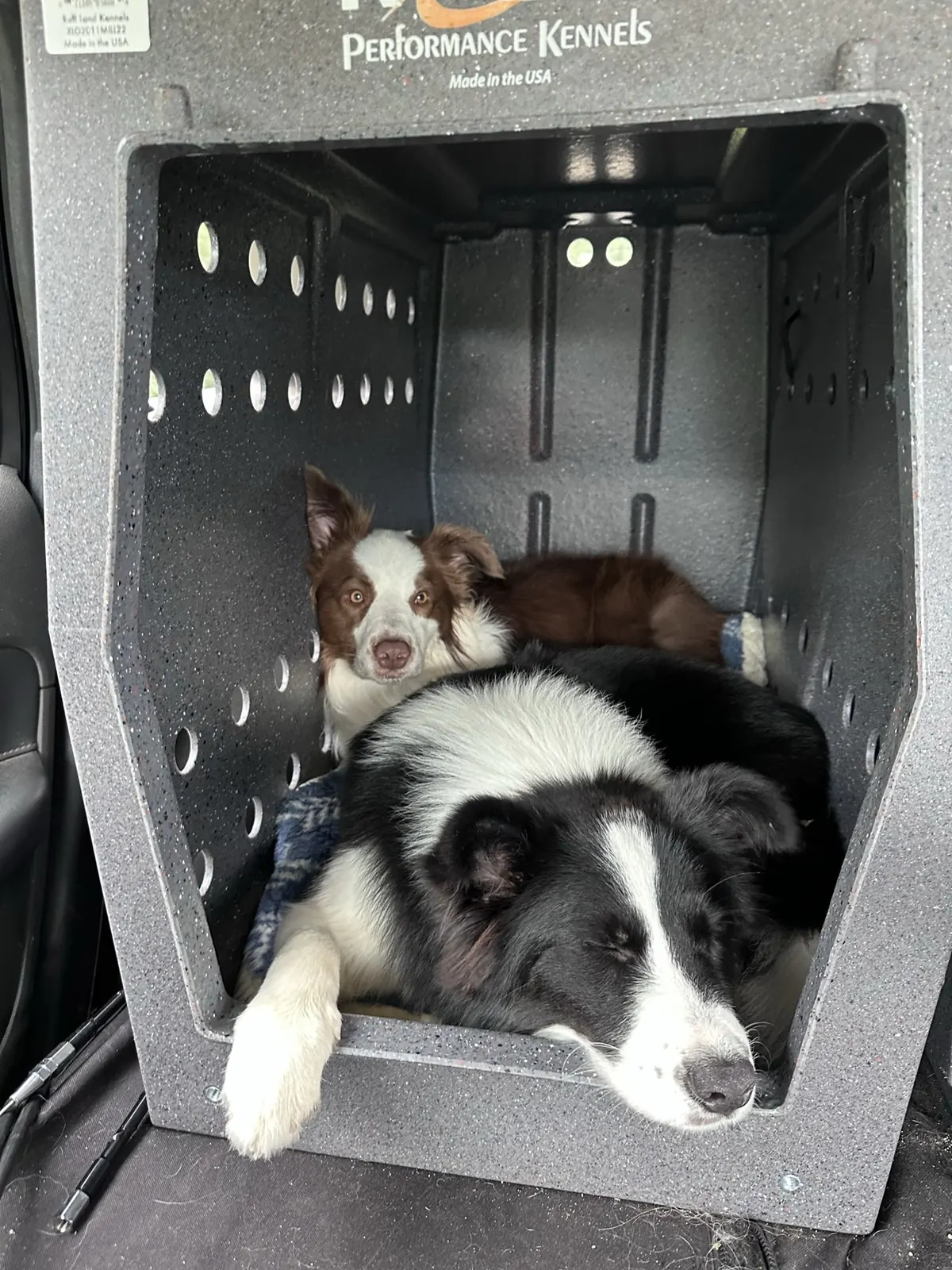 Fig resting at the front of a travel crate with his uncle Willy behind him